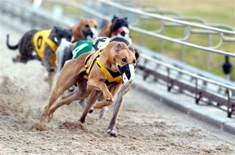 Learn How to Bet on Dog Races Like a Pro: Tips and Strategies.